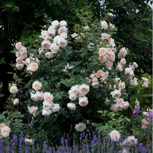 Róża z dyskretnym zapachem - Crocus Rose